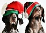  بالصور| كلبان يحتفلان بالكريسماس بقبعة 