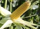 المنوفية تحصد محصول الذرة الشامية في يوم عيد الفلاح