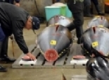 بيع سمكة تونة بـ52 ألف يورو فى مزاد باليابان
