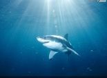 دراسة تكشف : أسماك القرش الأبيض الأطول عمراً بين الأسماك الغضروفية 