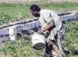اختفاء نصف طن مبيدات من إحدى جمعيات الإصلاح الزراعي بكفر الشيخ