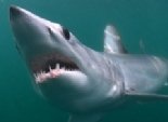  أسترالي ينجو من ثاني هجوم عليه من سمك القرش 