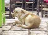  نائب محافظ القاهرة للمنطقة الجنوبية: تم القضاء على ظاهرة الكلاب الضالة بالمقطم 