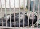 الشمبانزى «موزة» تستعطف إدارة حديقة الحيوان: «رجعوا لى كوكو»
