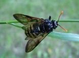 8 طرق فعالة لطرد الحشرات الطائرة من منزلكِ