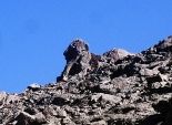  صخرة تشكل تمثال أبو الهول بمحمية وادى الجمال في مرسى علم 
