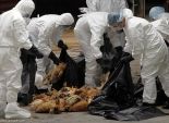  إعدام 112 ألف دجاجة في اليابان بعد تسجيل إصابات بإنفونزا الطيور 