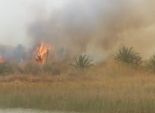 السيطرة على حريق بإحدى مزارع النخيل والزيتون في الوادي الجديد
