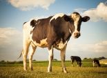 دراسة: روث البقر يحوي جينات مقاومة للمضادات الحيوية 