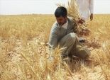 181 ألف فدان إجمالي مساحة القمح المنزرعة بالوادي الجديد العام الماضي
