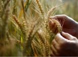 نموذج علمي جديد في الإنتاج الزراعي لزيادة الأمن الغذائي 
