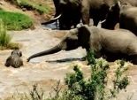  بالصور| غريزة الأمومة.. أنثى الفيل تساعد مولودها على عبور النهر 