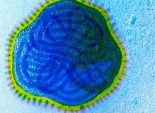 دراسة: فيروس الحصبة علاج جديد يقتل خلايا السرطان