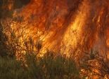  الولايات المتحدة: حاكم كاليفورنيا يعلن حال الطوارئ لمكافحة حرائق الغابات