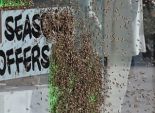 بالصور| كميات هائلة من النحل في شوارع لندن تثير ذعر المواطنين