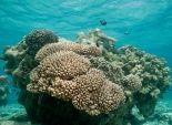 الشعاب المرجانية تحد من مخاطر التغيرات المناخية بالسواحل 