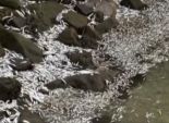  بالصور| ظهور آلاف الأسماك النافقة على شواطئ كاليفورنيا 