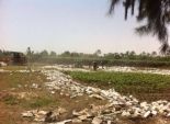  نقص الأسمدة الأزوتية بكفر الشيخ يهدد بتلف المحاصيل الزراعية 