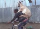 بالفيديو| الماعز تركب الدراجات في إثيوبيا محمولة على الأعناق