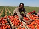 أسوان: السوق الأوروبية «عطشانة» لطماطم «بنبان» المجففة