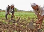 بنى سويف: «أبومليح» توقف تصدير «النباتات العطرية» لـ«عاصمة النور»