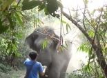 بالفيديو| سائح تايلاندي ينجو من هجوم فيل 