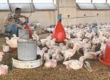  25 لجنة تجوب قرى القليوبية لتحصين الدواجن ضد أنفلونزا الطيور