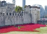بالصور.. ديلي ميل: برج لندن يستعد لزراعة 800 ألف زهرة خشخاش إحياءً لذكرى الحرب العالمية الأولى