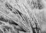 «الفاو»: مصر ستستورد كميات أكبر من القمح رغم «الزيادة التاريخية» فى إنتاج الحبوب العالمى
