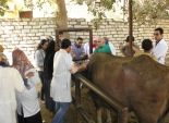 إصابة 17 حالة من الماشية بمرض الجلد العقدي بالوادي الجديد 