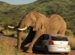 بالصور| فيل غاضب يهاجم سيارة في جنوب إفريقيا 