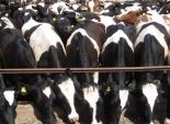 انتشار أمراض وبائية بين الماشية بقريتي 