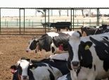الطب البيطري بالمنوفية: ذبح 240 ماشية صغيرة بسعر 55 جنية للكيلو 