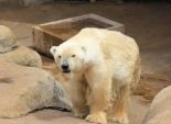 موت آخر دب قطبي بإفريقيا بعد أشهر من فقدانه رفيقته