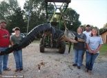 بالصور| أسرة أمريكية تصطاد تمساحا يزن 1000 كيلو جرام 