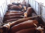 40 لجنة بيطرية لتحصين الماشية ضد الحمى القلاعية بالشرقية 