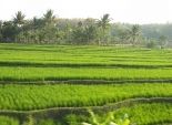 مزارعو الأرز بكفر الشيخ: حقول إرشادية وهمية للوزارة والمديرية تخلت عن دعمنا 