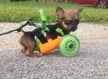 بالصور| عجلات تحرر كلب صغير من إعاقته