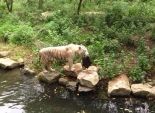  بالصور| نمر يسرق حقيبة سيدة في حديقة حيوان صينية 