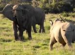 بالفيديو| أنثى الفيل تحمي صغيرها بعبقرية من 