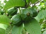 الجوافة.. تزيد الكولاجين وتحارب الشيخوخة