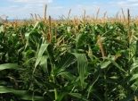 زراعة المنوفية: متوسط إنتاجية الذرة الشامية 34.8 أردبا للفدان 