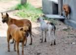 الطب البيطري بدمياط يقضي على 218 كلب ضال بجرعات من المواد السامة 
