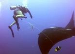 بالصور| سمكة عملاقة تطلب المساعدة من الغواصين لتحريرها من شباك صياد