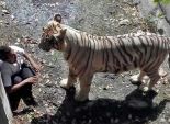 رئيس حديقة حيوان تيبيلس بجورجيا يدعو إلى عدم قتل الحيوانات الهاربة