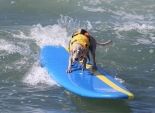 بالصور| 65 كلبا يتنافسون في مسابقة ركوب الأمواج بأمريكا 