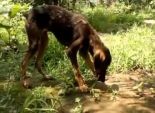 بالفيديو| كلب يبحث عن كرات التنس في كومة من أوراق الشجر