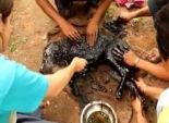 بالفيديو والصور| إنقاذ حياة كلب سقط في حفرة مليئة بالقطران الساخن