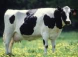  دراسة: مواطن من بين كل ألفين بريطاني يحمل بروتينات شاذة مرتبطة بمرض جنون البقر 