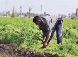 «الزراعة».. الحيازة بـ100 مليم.. و10 آلاف جنيه لـ«غرامة البناء»